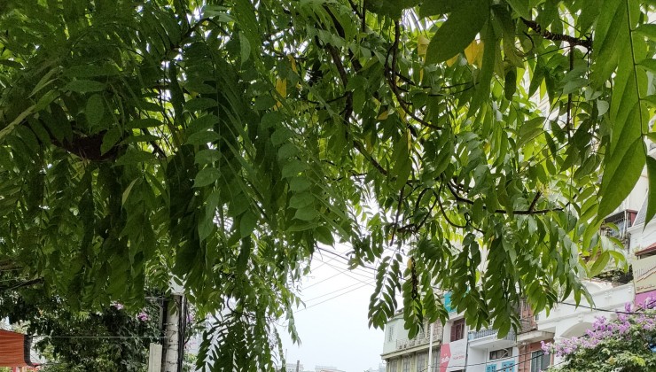 Bán gấp giá rẻ căn hộ Giáp Nhất 45m, Tầng 6, mặt tiền 4m, 900 triệu Thanh Xuân.

+ 4/9/2024 bán gấp hạ chào 300 triệu, giá chào mới 900 triệu.